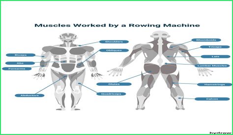 What Muscles Does Rowing Work? Fitness Pros Explain
